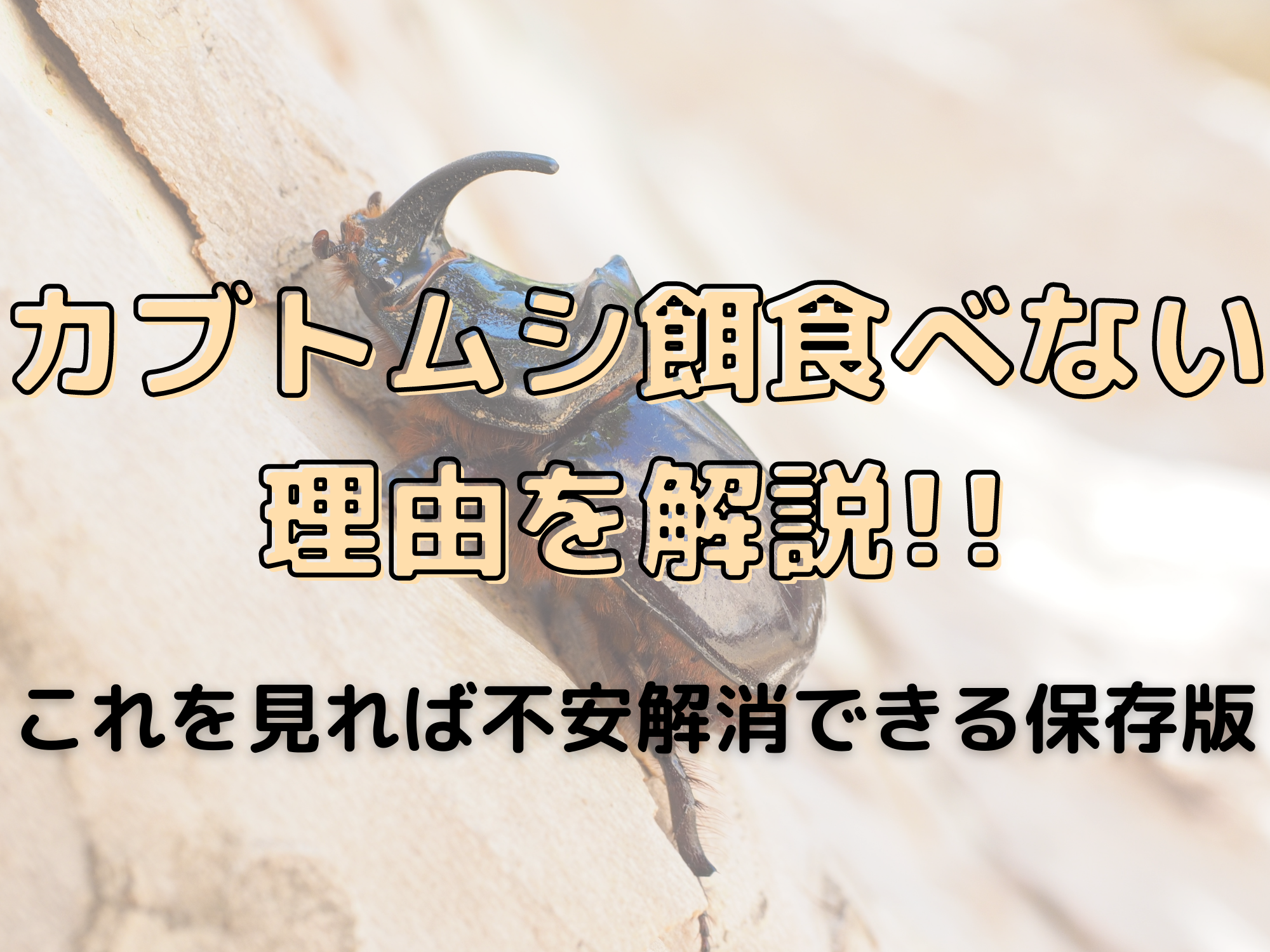 カブトムシが餌食べない理由を解説 これを見れば不安解消する保存版 暮らしぷらす